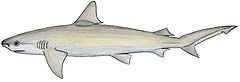 Carcharhinus acro.JPG