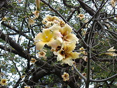 Ceiba chodatii flowers.jpg