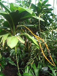 Chamaedorea geonomiformis Kew.JPG