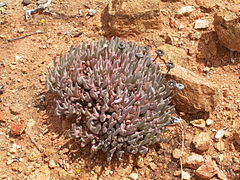 Cheiridopsis denticulata-PICT2507.jpg