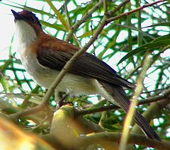 ChestnutBulbul.jpg