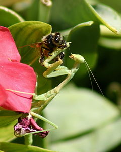 Chinese-mantis-bee.JPG