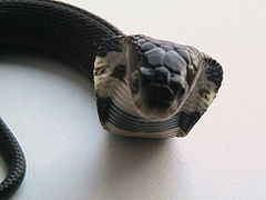 Chinese cobra.jpg