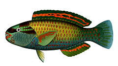 Chlorurus japanensis.jpg