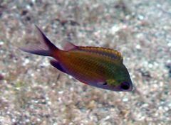 Chromis ovalis by NPS.jpg