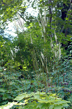 Cimicifuga heracleifolia (aka).jpg