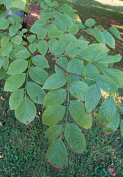 Cladrastis kentukea Yellowwood Branch 2000px.jpg