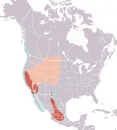 Clarks grebe distribution map.png