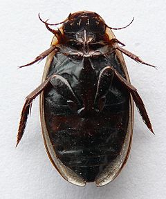 Colymbetes fuscus-01ventral-by itu.jpg