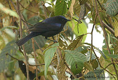 Conirostrum albifrons (male) -NW Ecuador-3.jpg