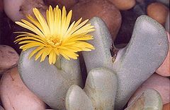 Conophytum ampliatum.jpg