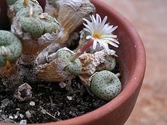 Conophytum fraternum.jpg