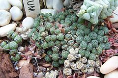 Conophytum minutum var scitulum.jpg