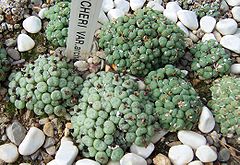 Conophytum piluliforme var archeri.jpg