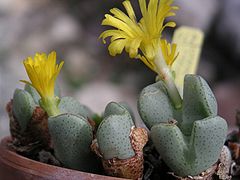 Conophytum taylorianum var ernianum.jpg