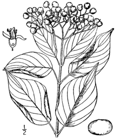 Cornus asperifolia BrittonBrown.png