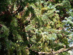 Cunninghamia lanceolata - ramos.jpg