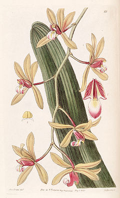 Cymbidium aloifolium (as Cymbidium pendulum) - Edwards vol 26 (NS 3) pl 25 (1840).jpg