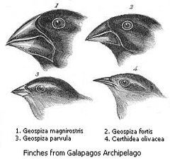 Darwin's finches.jpeg