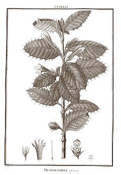 Desfontainia spinosa 1.jpg