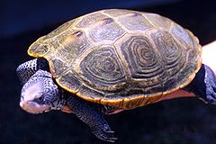 Diamondback turtle adult female.jpg