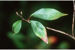 Ditrysinia fruticosa (USDA).jpg