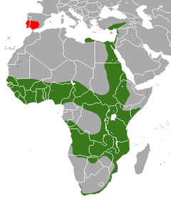 Distribución del meloncillo(verde - nativo, rojo - introducido)