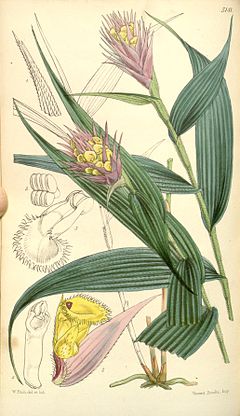 Elleanthus caravata (as Evelyna caravata) - Curtis' 85 (Ser. 3 no. 15) pl. 5141 (1859).jpg