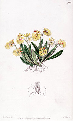 Erycina crista-galli (as Oncidium iridifolium) - Edwards vol 22 pl 1911 (1836).jpg
