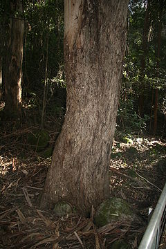 Eucalyptus cypellocarpa trunk Katoomba.JPG