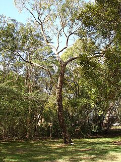 Eucalyptus gomphocephala.jpg