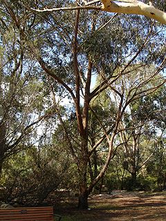 Eucalyptus piperita.jpg