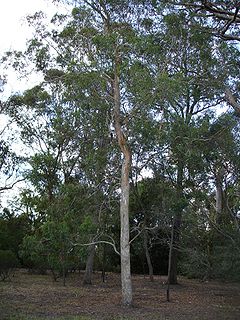 Eucalyptus rudis.jpg