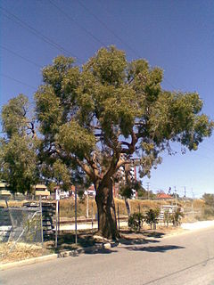 Eucalyptus todtiana.jpg