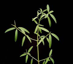 Euphorbia xanti4 ies.jpg