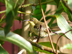 Female Loten's Sunbird 2.jpg