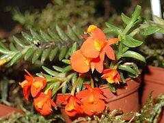 Fernadezia subbiflora.jpg