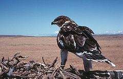 Ferruginous hawk on nest2.jpg