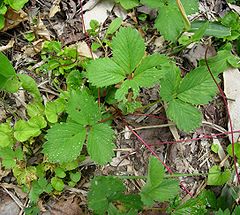 Fragaria iinumae.jpg