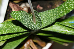 Gasteria carinata var. verrucosa plant.jpg