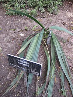 Gelasine elongata plant.jpg