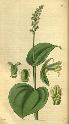 Gennaria diphylla (as Habenaria cordata) - Curtis' 59 (N.S. 6) pl. 3164 (1832).jpg