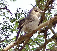 Gray Tit-Flycatcher (Myioparus plumbeus).jpg