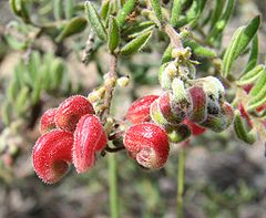 Grevillea alpina.jpg