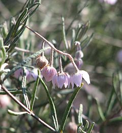 Guichenotia ledifolia.jpg