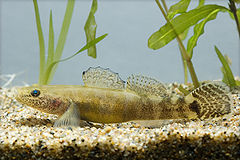 Gymnogobius petschiliensis(Hamamatsu,Shizuoka,Japan,2007)-2.jpg