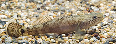 Gymnogobius petschiliensis (Shizuoka, Japan).jpg