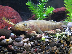 Gymnogobius urotaenia1.jpg