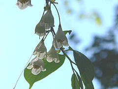 Halesia tetraptera2.jpg
