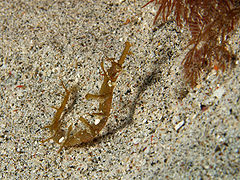 Halicampus macrorhynchus (Winged pipefish) side view.jpg